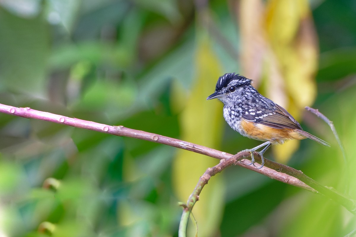 Peruvian Warbling-Antbird - ML628147869