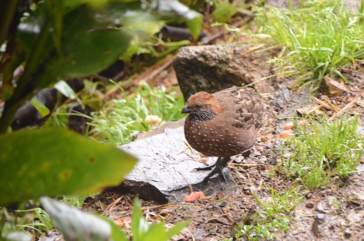 Spotted Wood-Quail - ML628147896