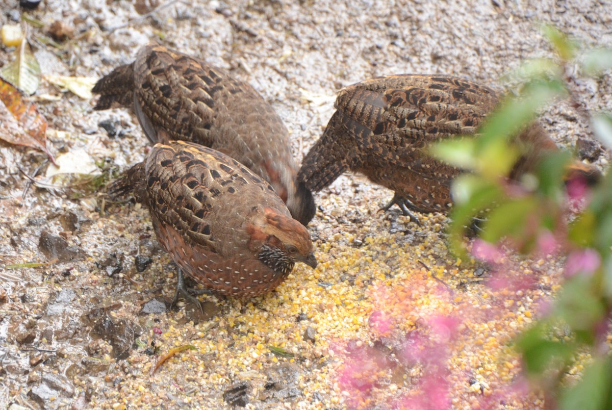 Spotted Wood-Quail - ML628147924