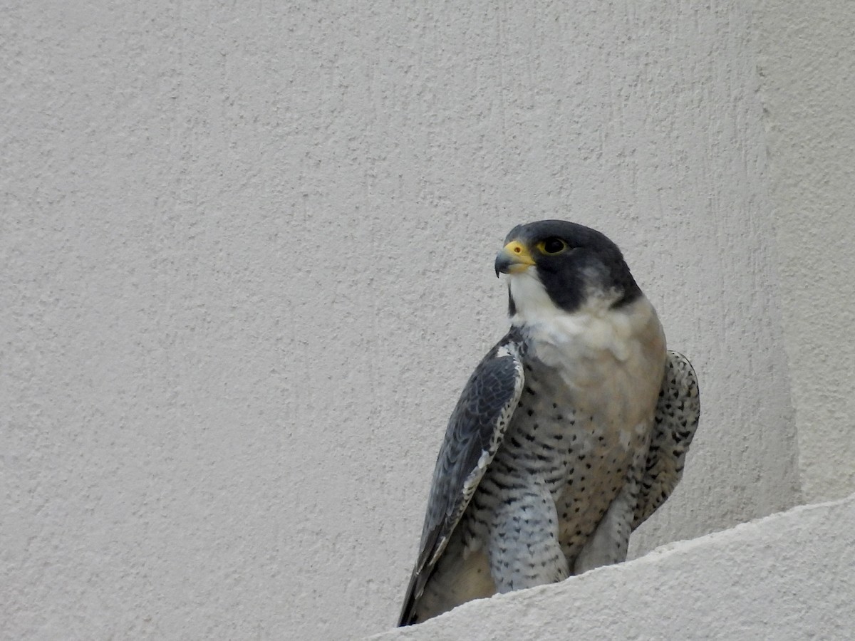 Peregrine Falcon - ML628148014