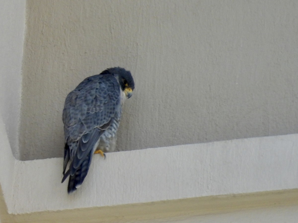 Peregrine Falcon - ML628148015