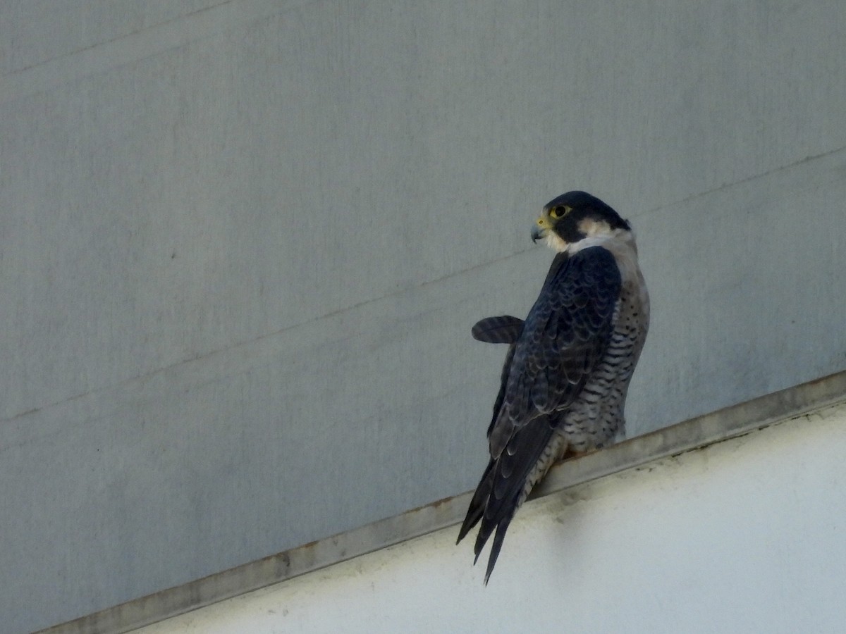 Peregrine Falcon - ML628148016