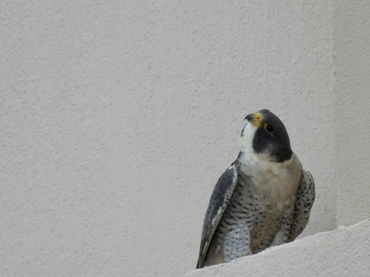 Peregrine Falcon - ML628148018