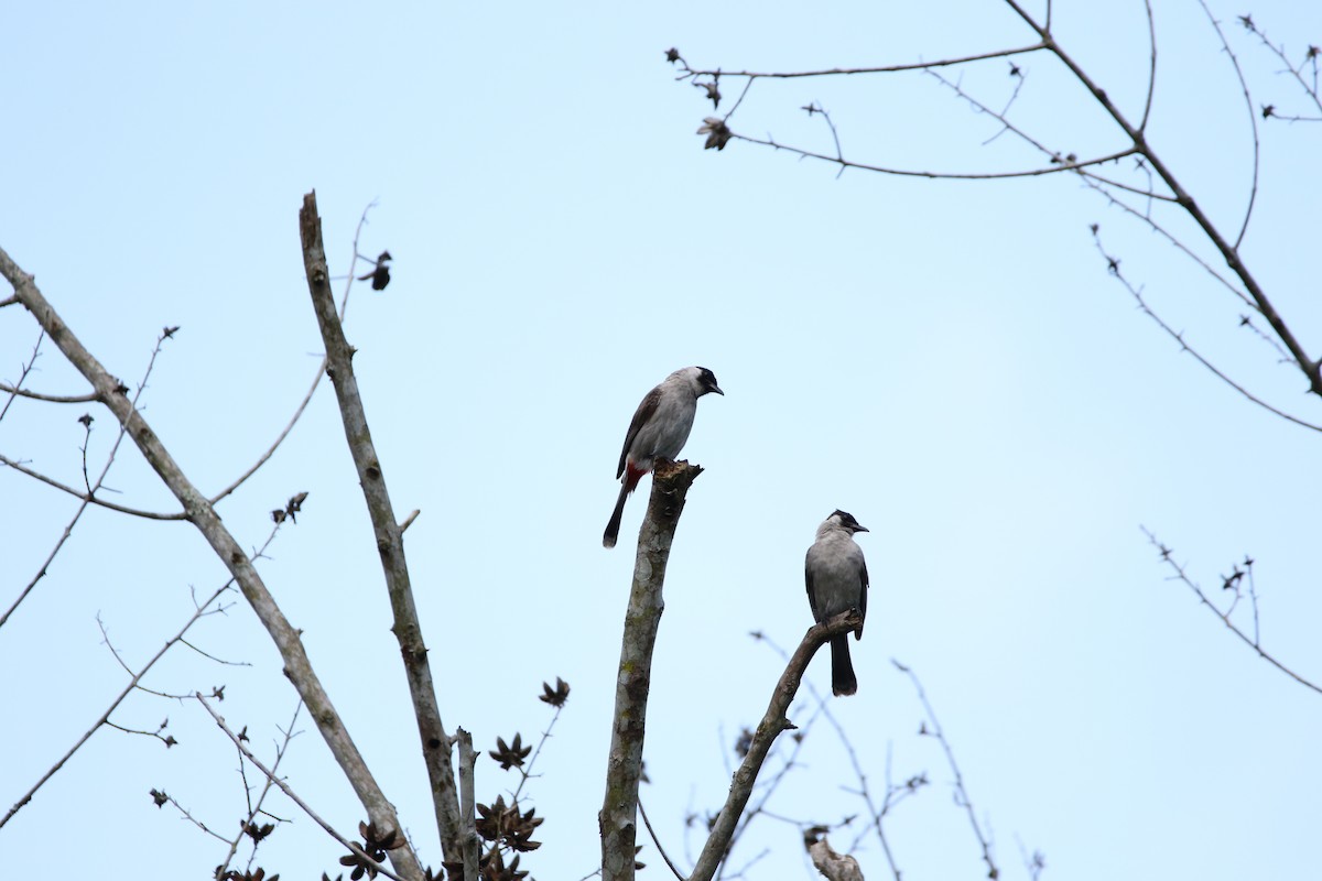 Bulbul Ventridorado - ML628148038