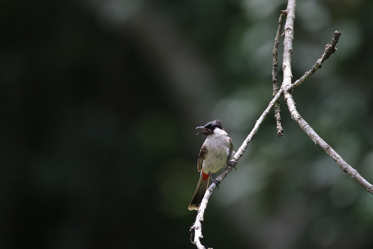 Bulbul Ventridorado - ML628148039