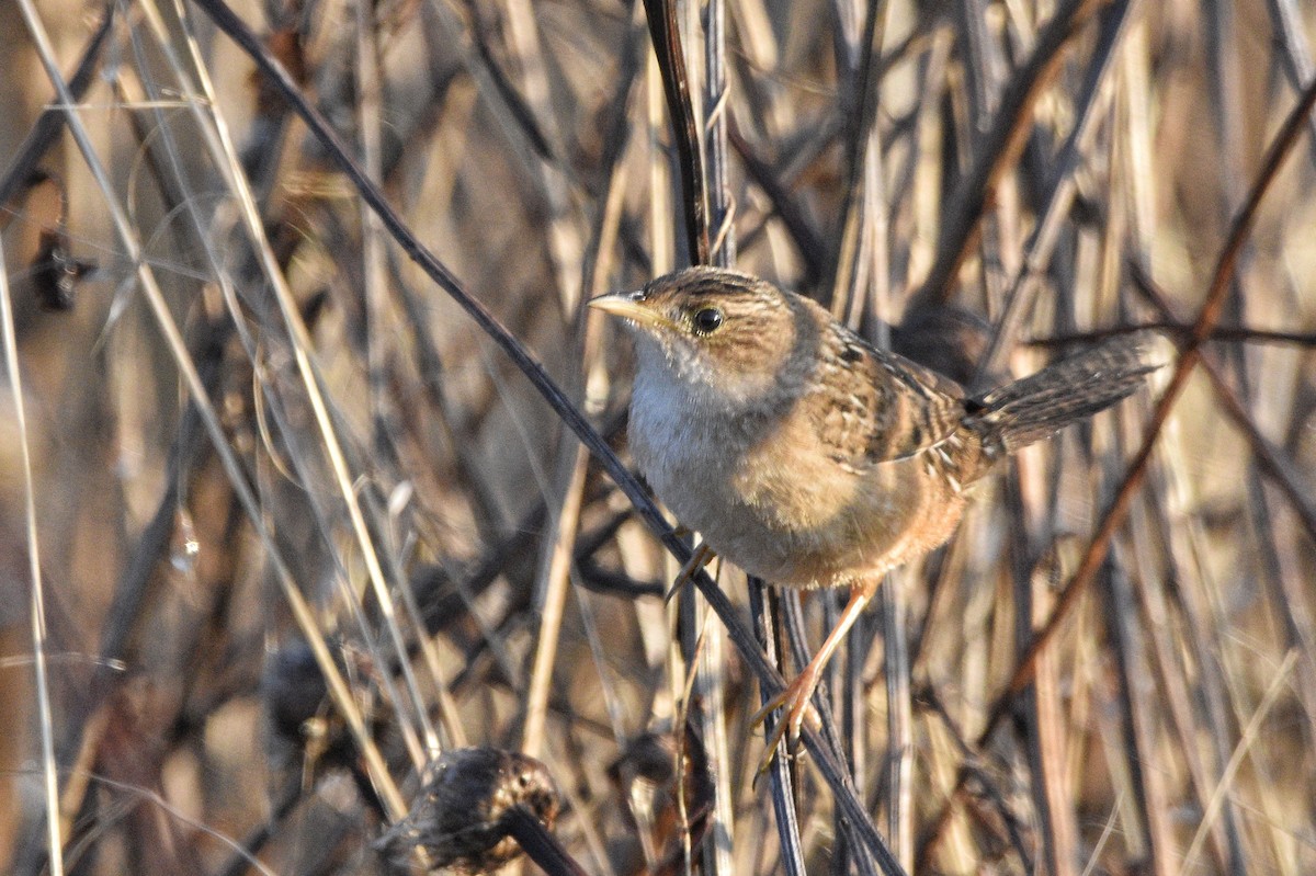 Sedge Wren - ML628148072