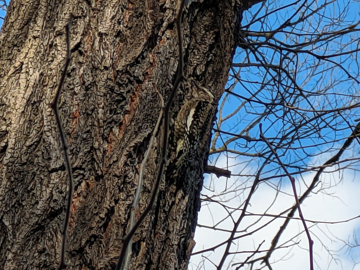 datel rudohrdlý - ML628148207