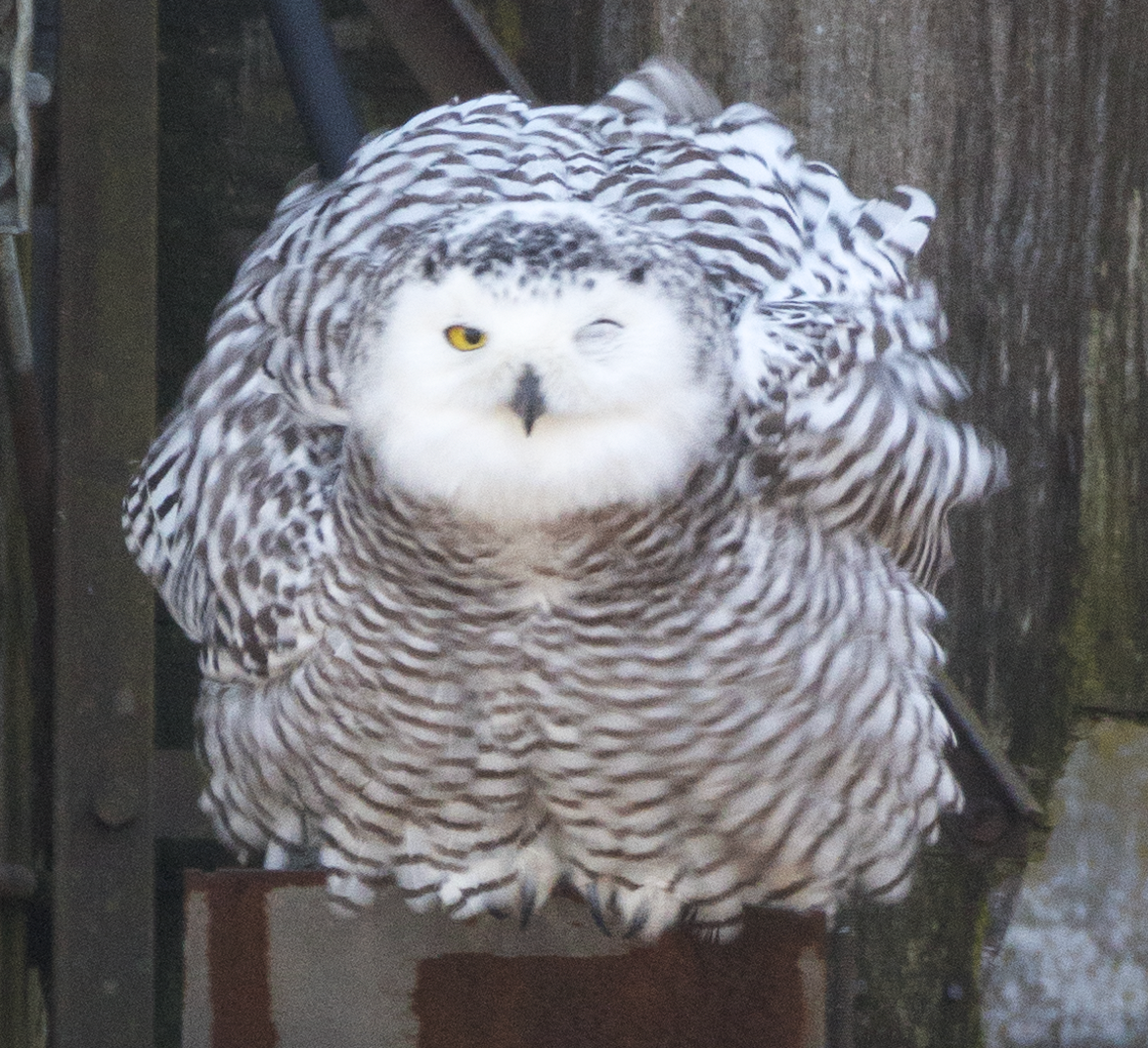 Snowy Owl - ML628148334