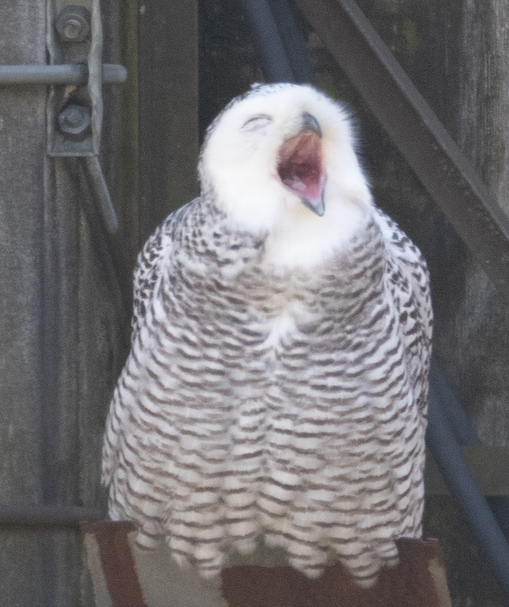 Snowy Owl - ML628148355