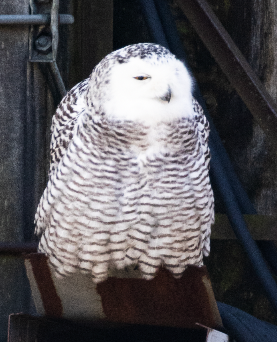 Snowy Owl - ML628148377