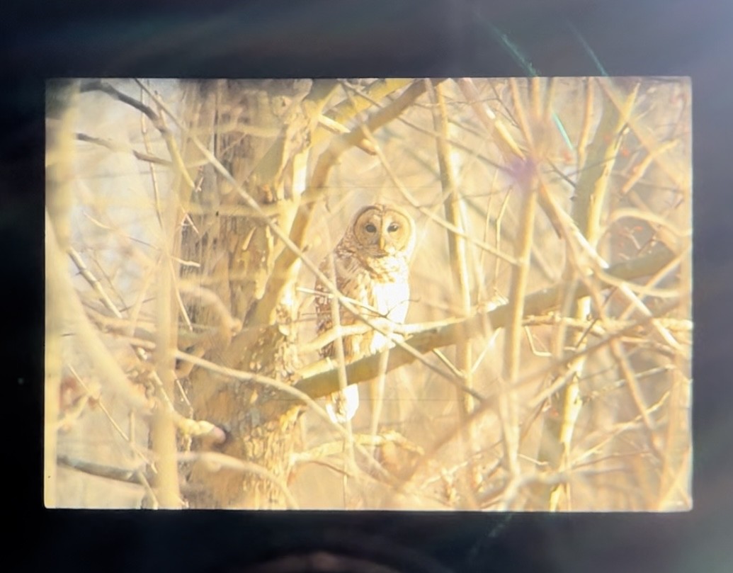 Barred Owl - ML628148384