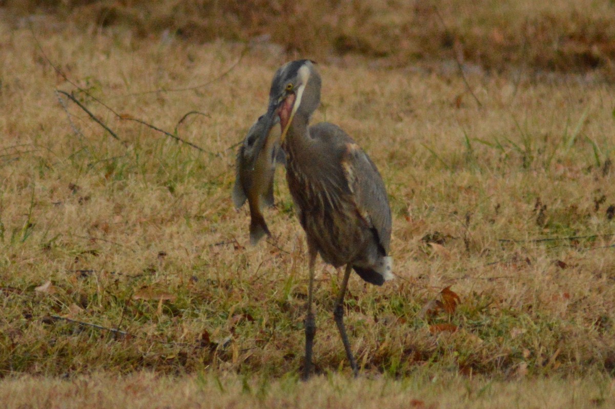Great Blue Heron - ML628148515