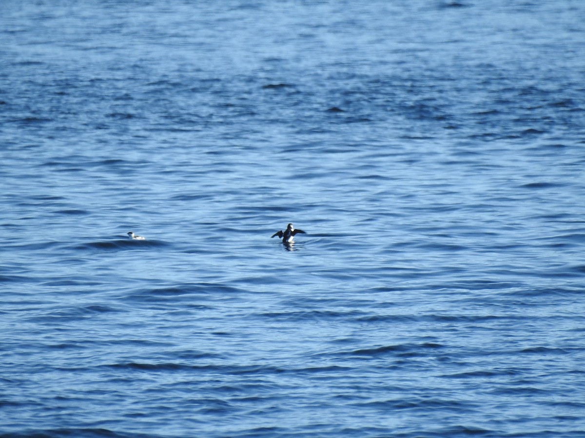 Marbled Murrelet - ML628148595