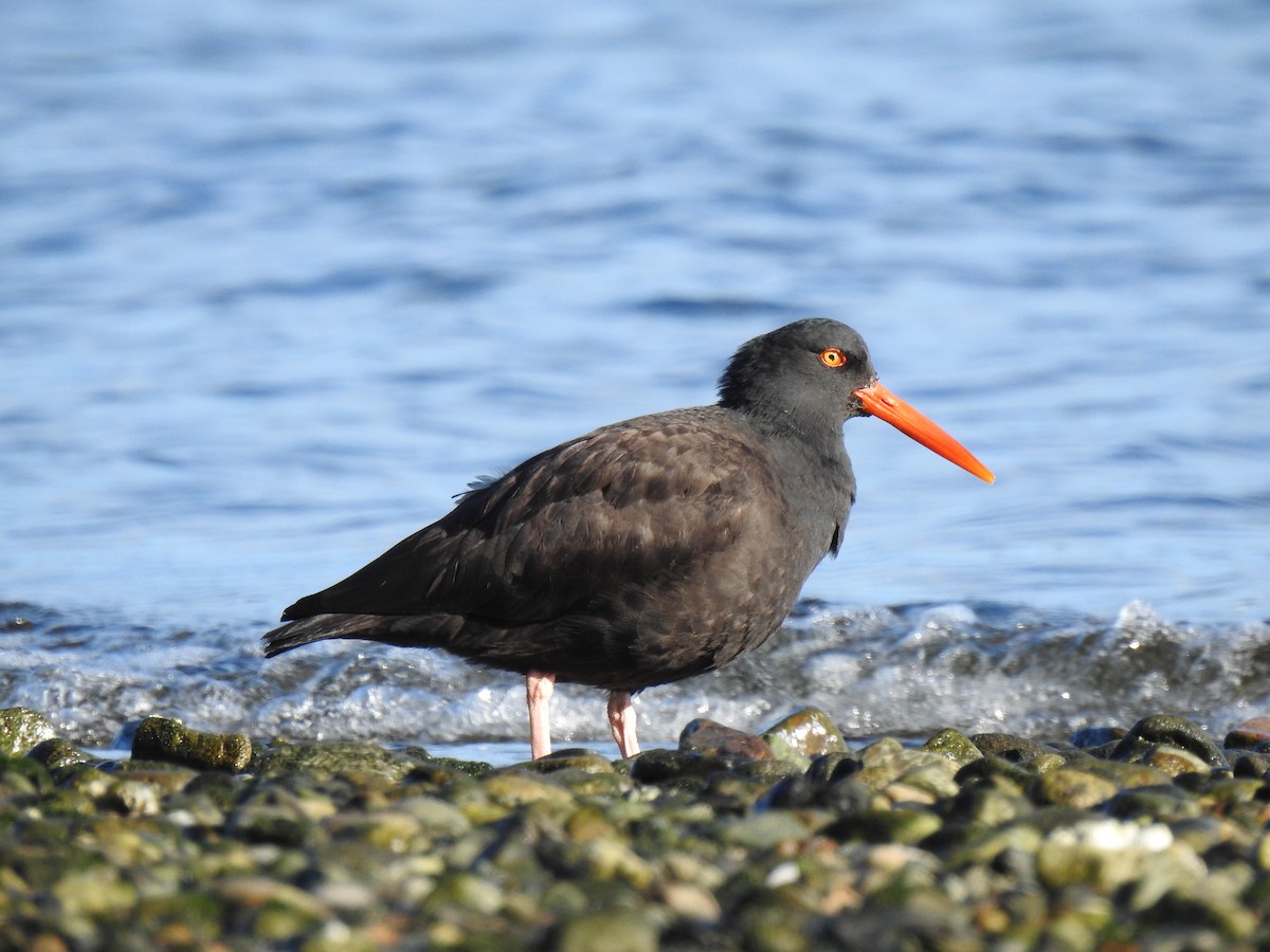 Black Oystercatcher - ML628148662