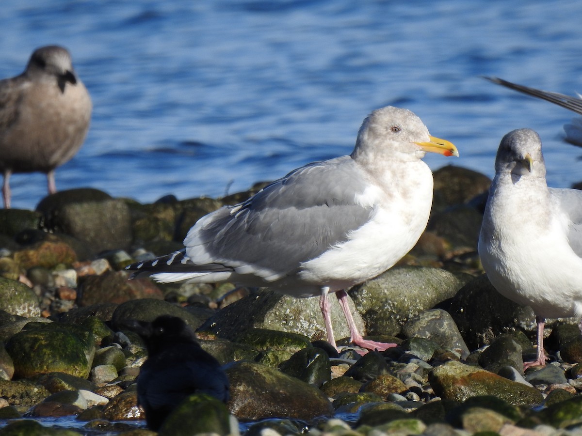 Glaucous-winged Gull - ML628148701