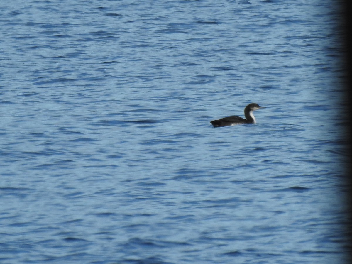 Common Loon - ML628148713