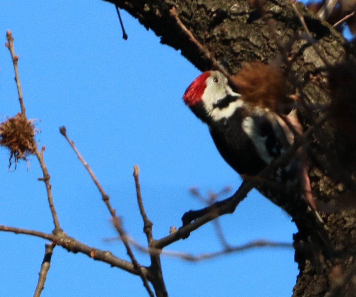 Middle Spotted Woodpecker - ML628148906