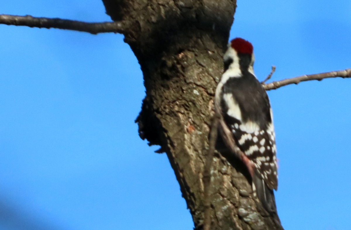 Middle Spotted Woodpecker - ML628148907