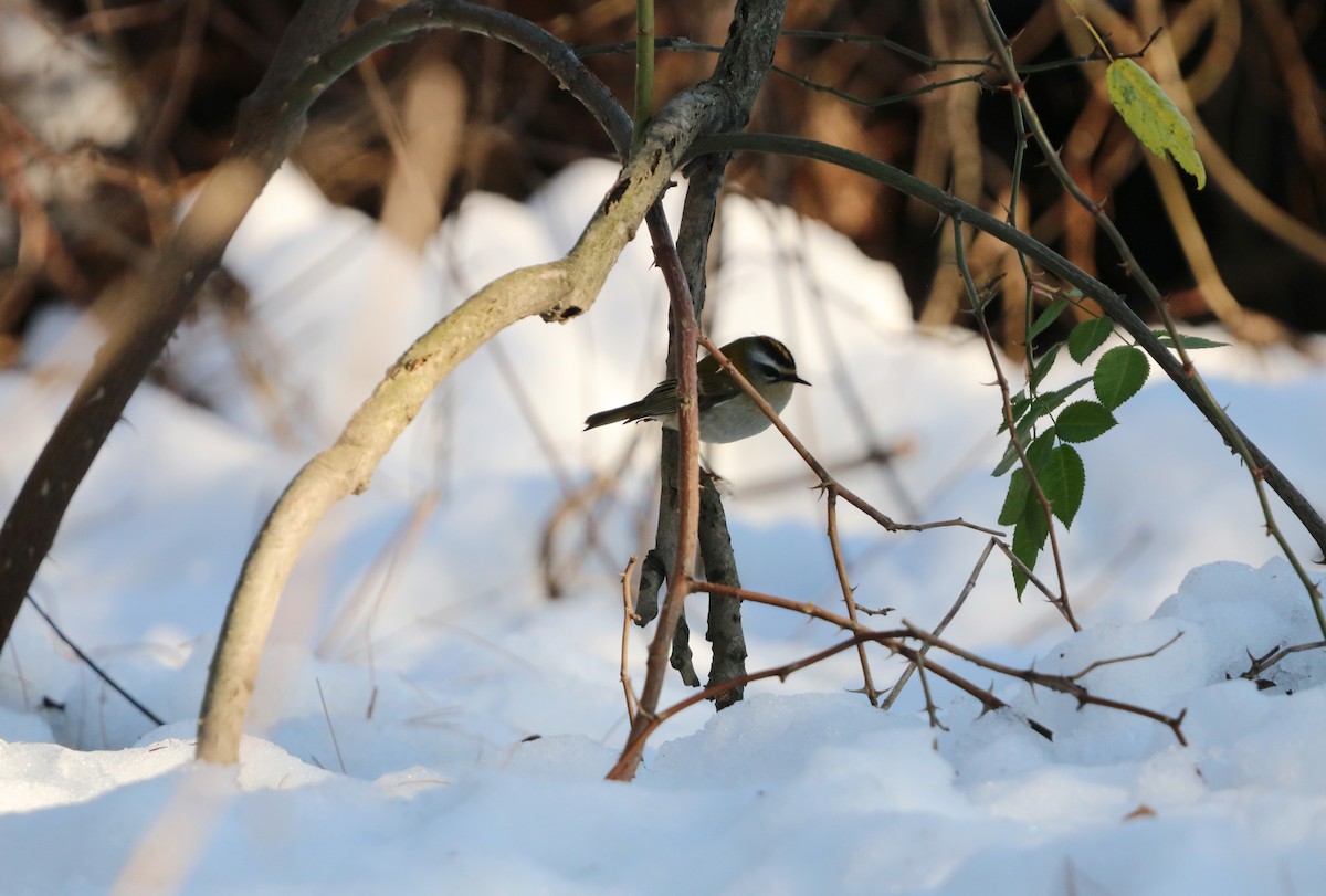 Common Firecrest - ML628148929