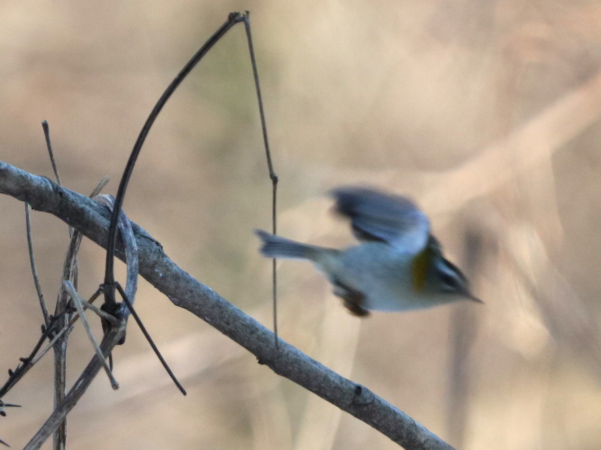 Common Firecrest - ML628148930
