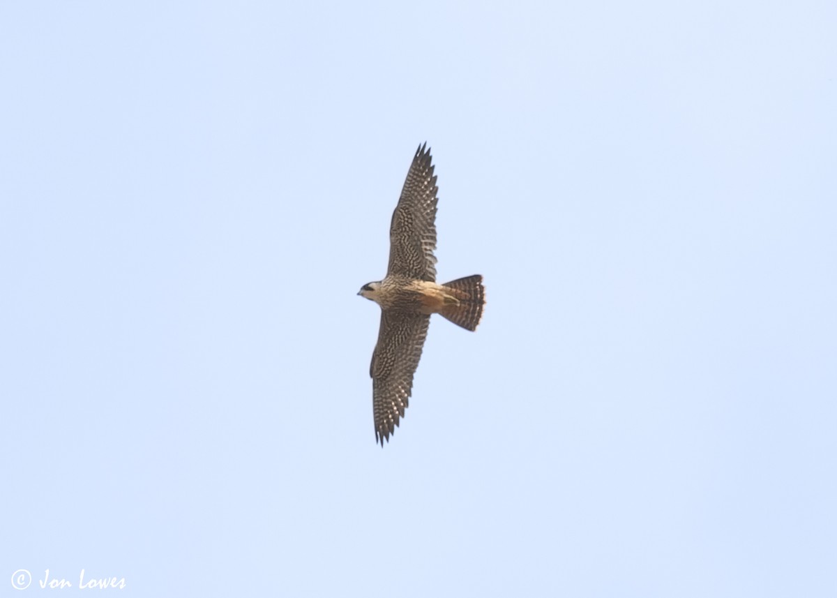 Peregrine Falcon (Eurasian) - ML628149238