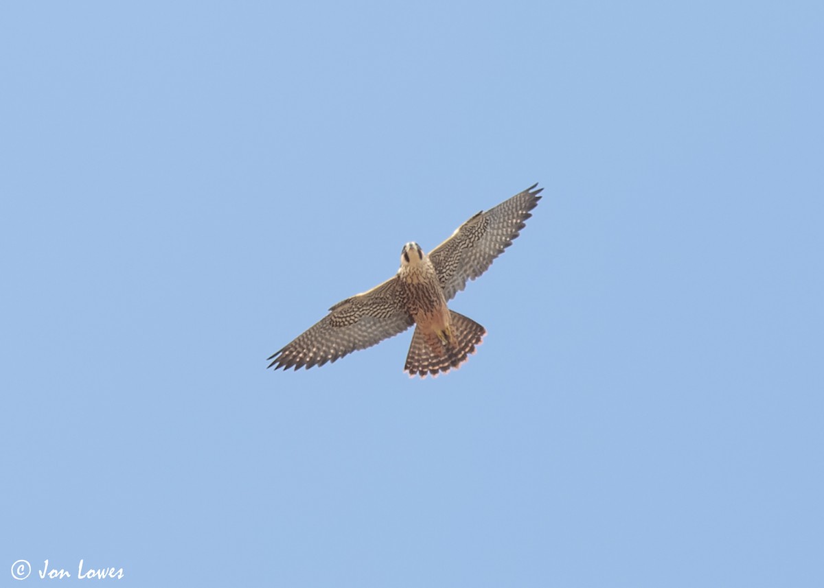 Peregrine Falcon (Eurasian) - ML628149239