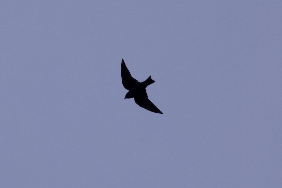 Purple Martin - Michael St John
