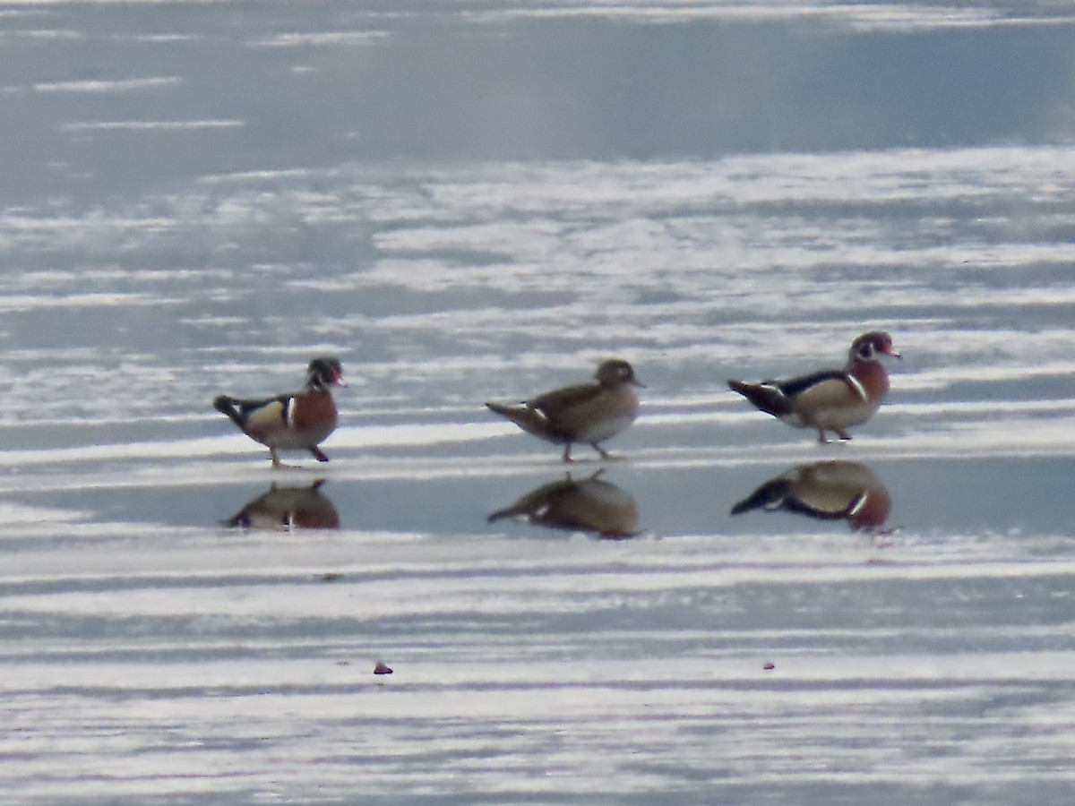 Wood Duck - ML628149837