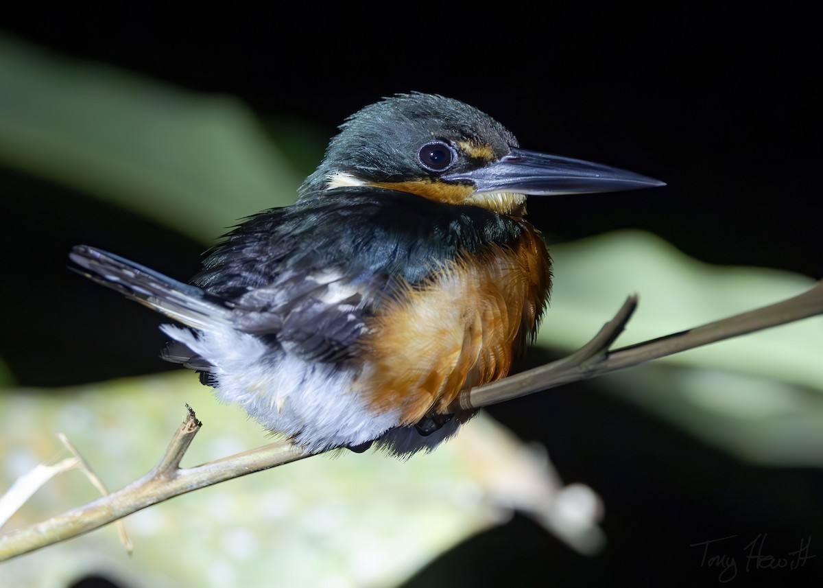 American Pygmy Kingfisher - ML628149862