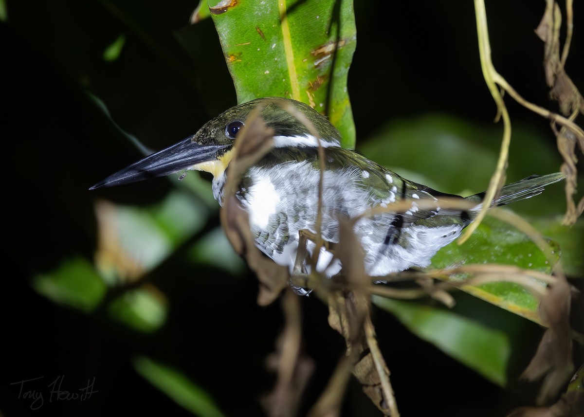 Green Kingfisher - ML628149872
