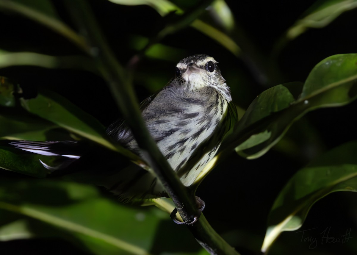 Northern Waterthrush - ML628149879