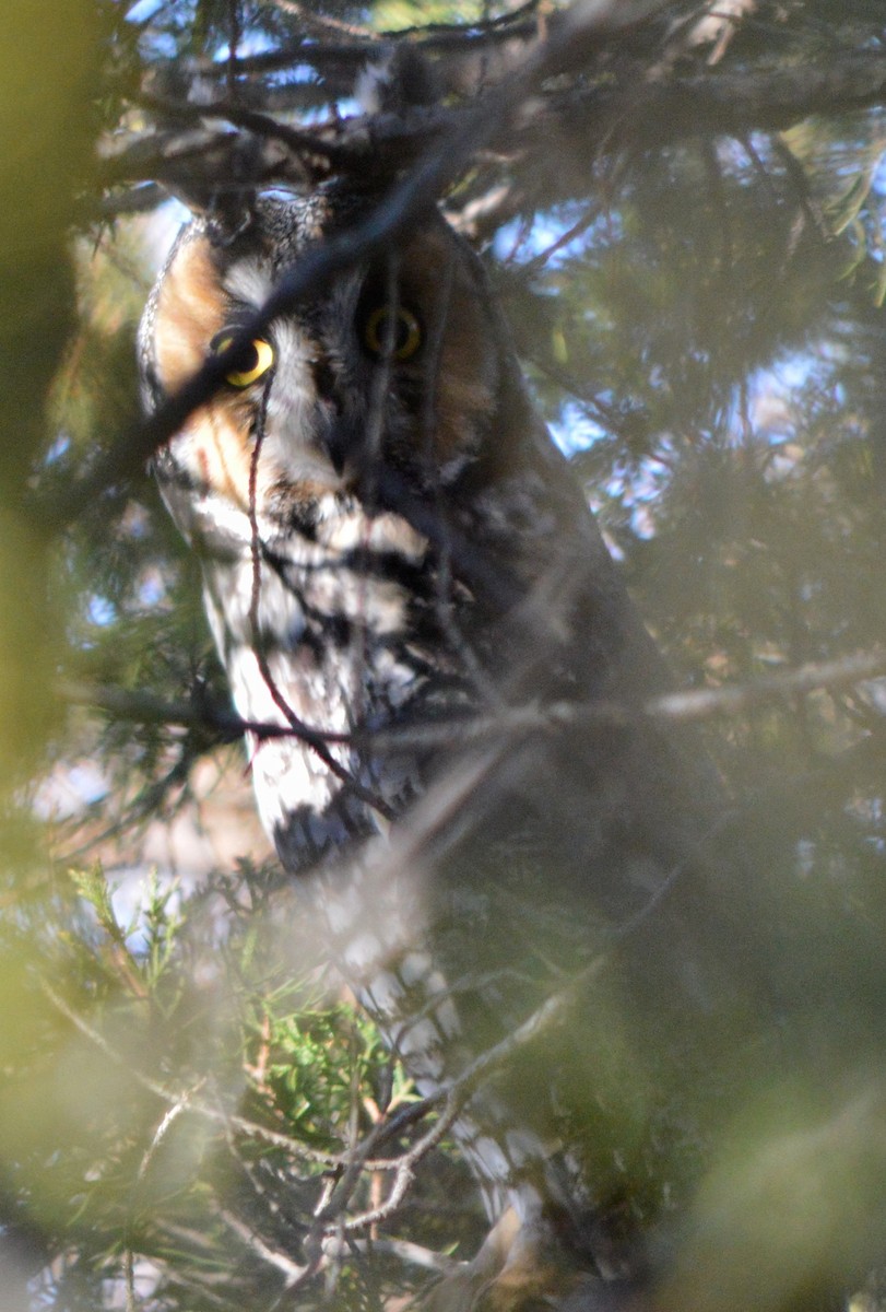 Long-eared Owl - ML628149977