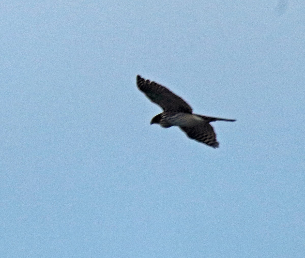 Peregrine Falcon - ML628150054