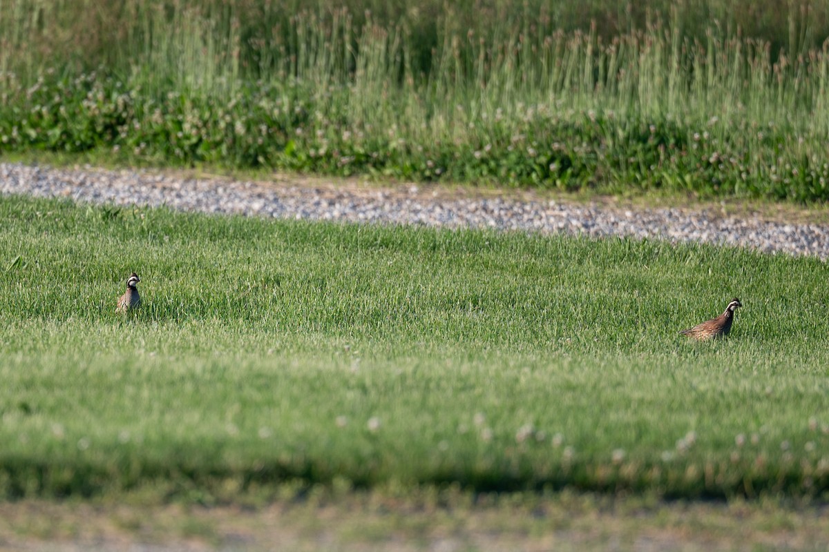 Northern Bobwhite - ML628150059