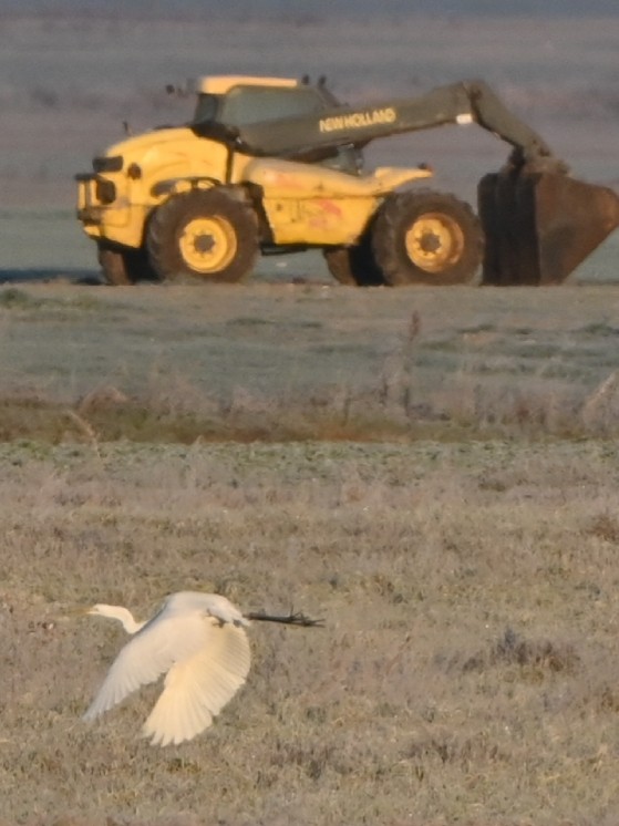 Цасч дэглий - ML628150118