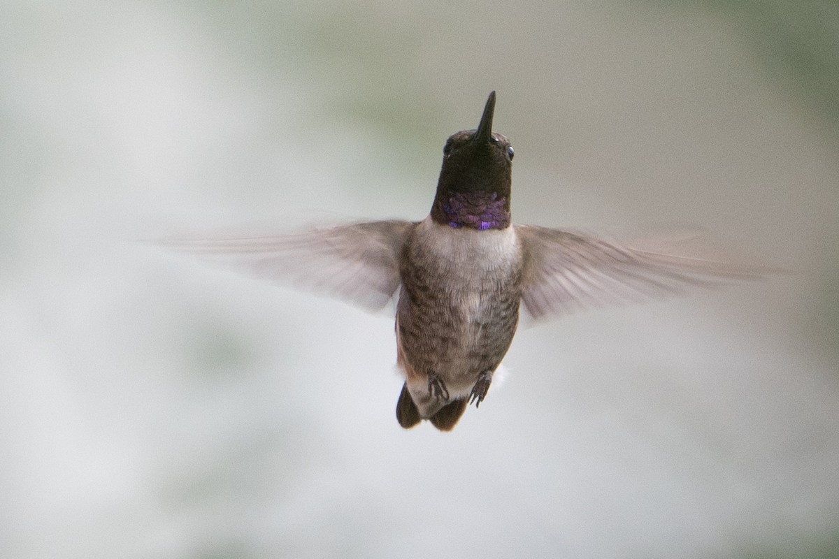 Black-chinned Hummingbird - ML628150202