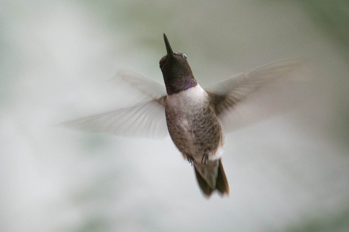 Black-chinned Hummingbird - ML628150203