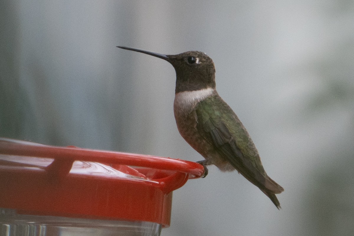 Black-chinned Hummingbird - ML628150204