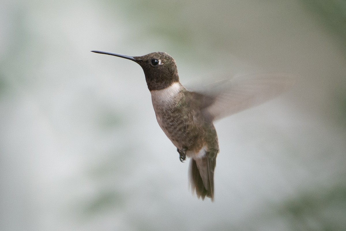 Black-chinned Hummingbird - ML628150205