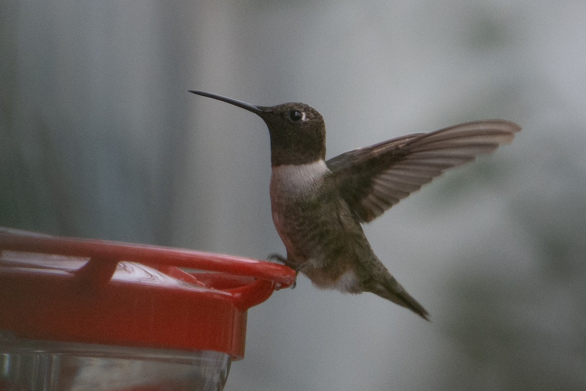 Black-chinned Hummingbird - ML628150211