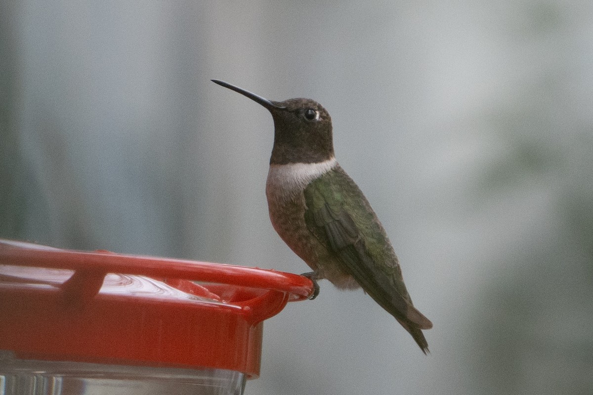 Black-chinned Hummingbird - ML628150212