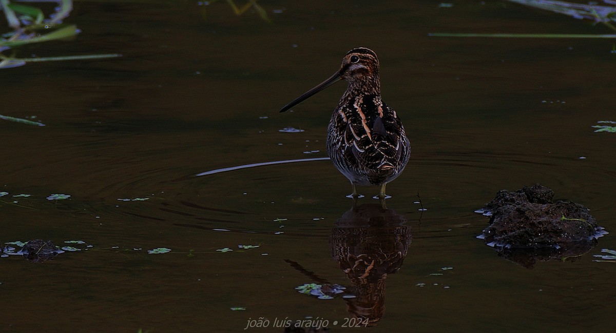 Common/Wilson's Snipe - ML628150483