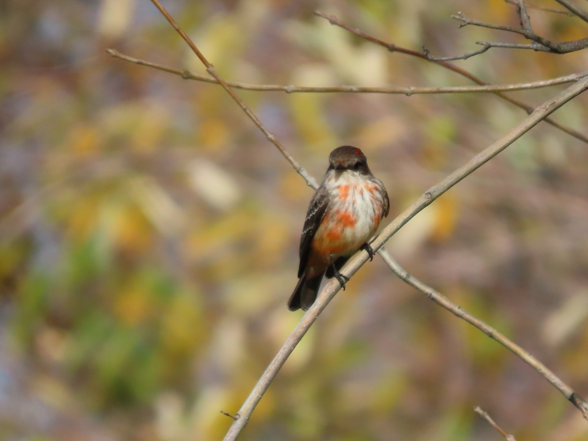 Vermilion Flycatcher - ML628150520