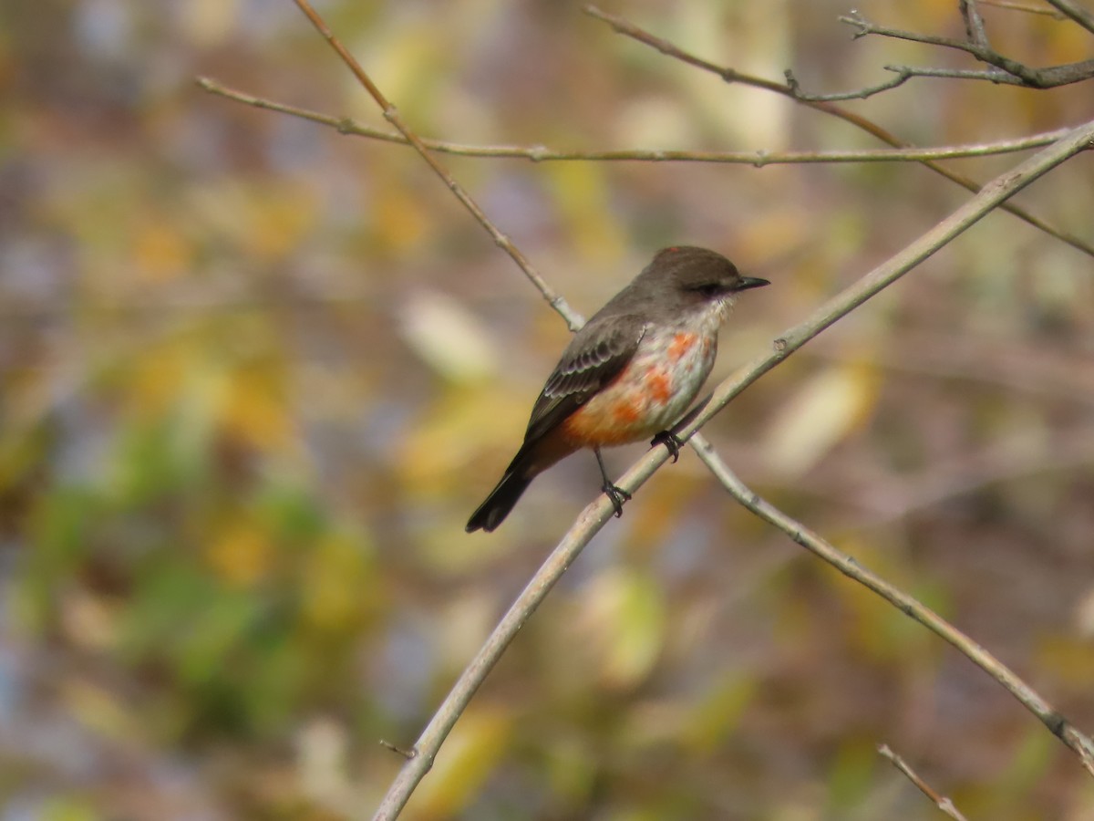Vermilion Flycatcher - ML628150521