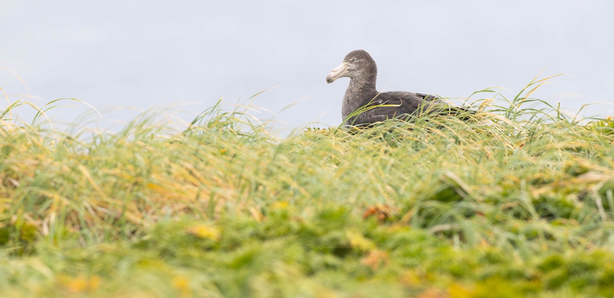 Northern Giant-Petrel - ML628150702