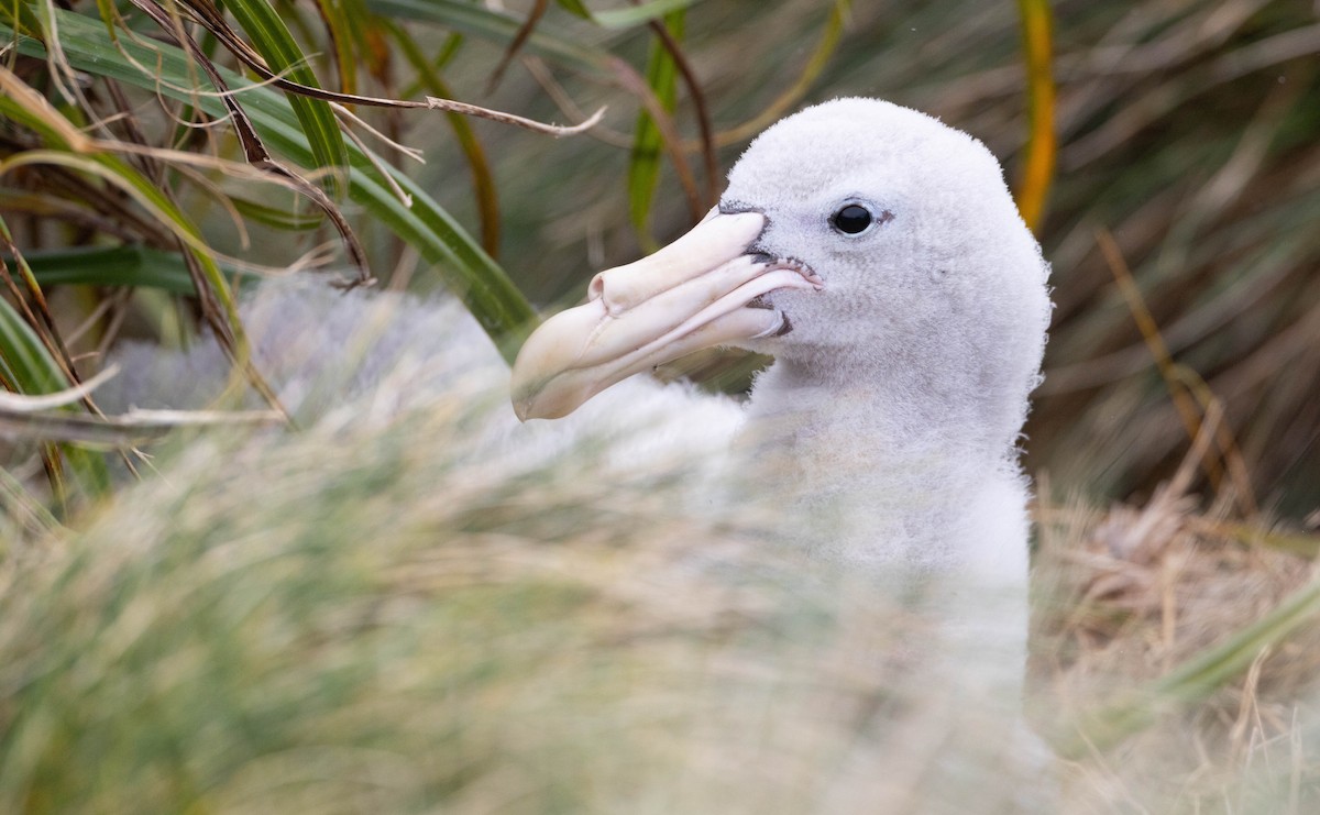 Northern Giant-Petrel - ML628150703