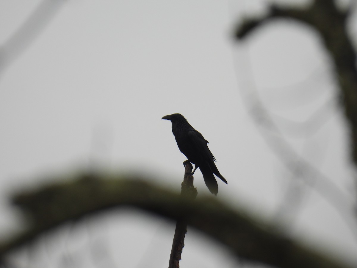 Common Raven - ML628150738