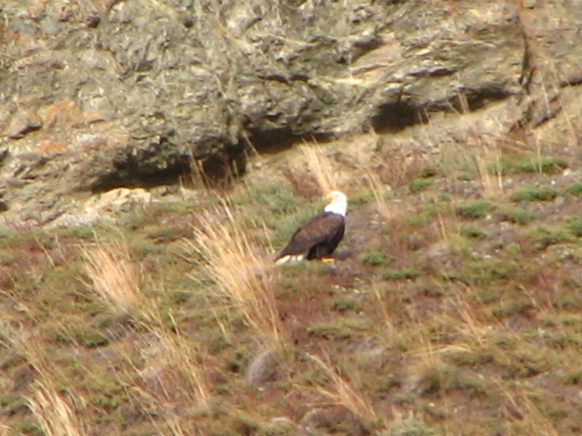 Bald Eagle - ML628150739
