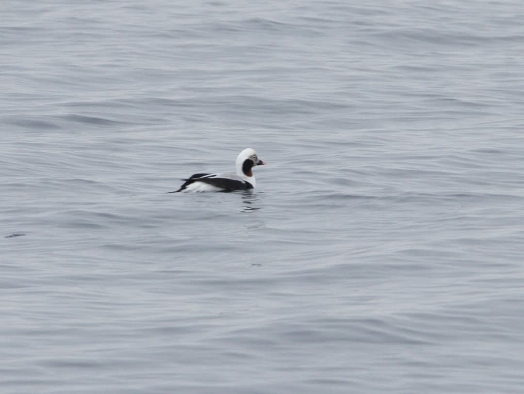Long-tailed Duck - ML628150793