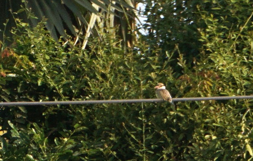 Striped Kingfisher - ML628150824